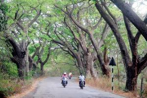 Tree Authority asks BMC officials to file FIR against MMRCL