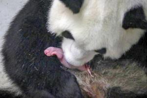 Rare panda twins born at Belgian zoo