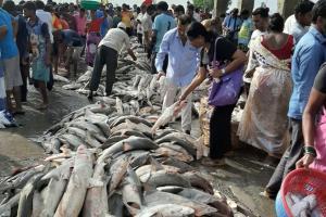 Mumbai: Huge number of blacktip sharks illegally found in fishing docks