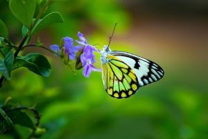 Mumbai: Breakfast with butterflies at BNHS-CEC