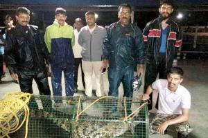 Nine crocodiles rescued in a month from Chiplun