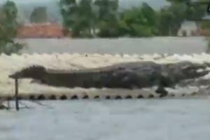 Watch: Crocodile spotted on roof of a house in flood-affected Belgaum