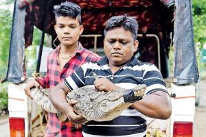 35 crocodiles rescued from Vadodara in 15 days