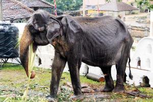 Sri Lanka minister orders probe into cruelty towards ailing elephant