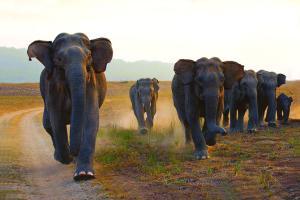 Seismic sensors, thermal cameras to check train-elephant collisions
