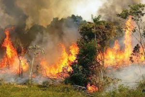 INPE: 72,843 fires wreak havoc in Amazon rainforest