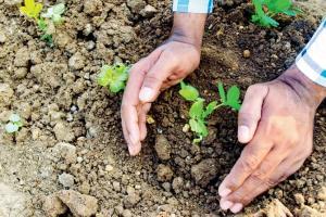 Mumbai to get 100 Miyawaki forests, confirms BMC