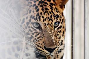 #LeopardsOfMumbai will tell their own stories