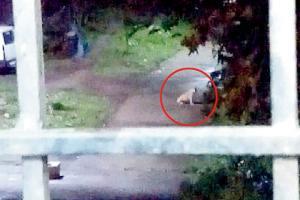 Mumbai: After cow, video shows leopard inside IIT-B campus