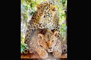 Sanjay Gandhi National Park's man-eaters may find home in Aarey's zoo
