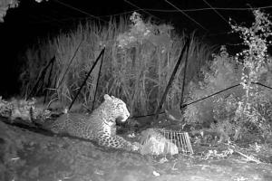 Mother leopard finally reunites with baby cub in Nashik