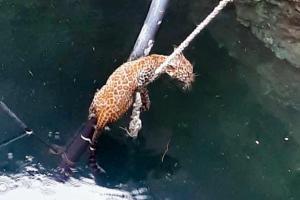Forest department trying hard to reunite little leopard with its mother