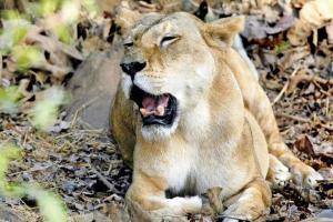 Mumbai Rains: Monsoon causes delay in bringing lions to Byculla Zoo