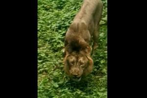 Viral video: Lion eats grass at Gir Forest, Twitterati shocked