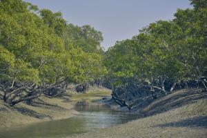 Mumbai: Mangroves parks to come up at Gorai and Dahisar
