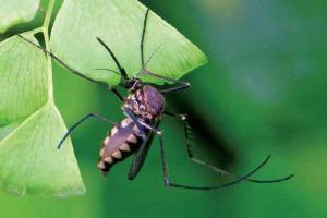 First dengue death reported this year in Odisha