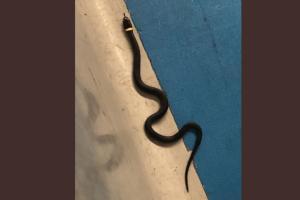 Girl discovers forgotten snake at Newark security checkpoint