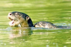 World leaders agree on ban on international commercial trade of otter