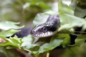 Odisha: Rare flying snake seized from man's possession