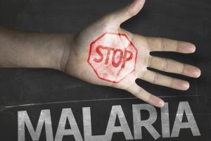 Fight a multi-pronged battle against malaria and dengue