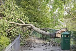17 children injured after tree falls on school bus in Karnataka