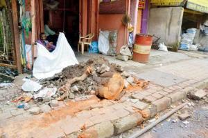 Mumbai: Tree fall in Mulund kills auto driver
