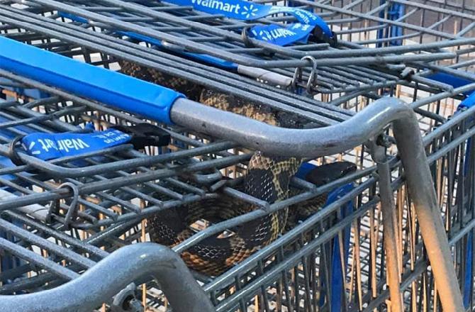 An employee of a supermarket store in Texas, USA was in for a shock of his life when he had a slippery surprise and was greeted by a reptile. The supermarket employee was collecting shopping carts from the parking lot when all of a sudden he spotted a snake in one of the carts. In the photos, the large rat snake is seen taking refuge in one of the shopping carts. An officer at the parking lot heard the attendant's 'loud scream' and ran to his aid. The reptile, which was identified as a 'large rat snake' was later rescued by the help of a snake charmer and later relocated to its natural habitat