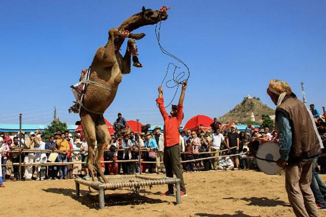 A camel performs during a 