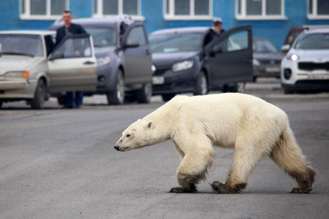 A stray polar bear walks on a road on the outskirts of the Russian industrial city of Norilsk on June 17, 2019. A hungry polar bear has been spotted on the outskirts of Norilsk, hundreds of miles from its natural habitat, authorities said on June 18, 2019.