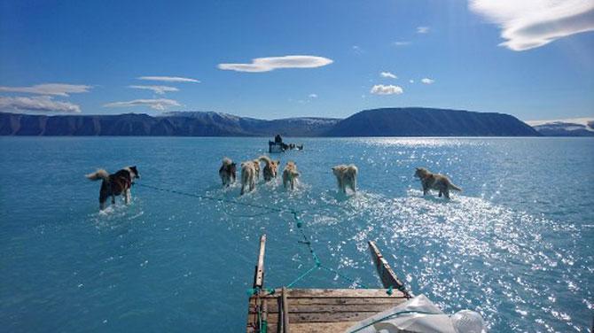 A June 13, 2019 hand out image photographed by Steffen Olsen of the Centre for Ocean and Ice at the Danish Meteoroligical Institute shows sled dogs wading through standing water on the sea ice during an expedition in North Western Greenland. The ice in the area forms pretty reliably every winter and is very thick which means that there are relatively few fractures for meltwater to drain through. Last week saw the onset of very warm conditions in Greenland