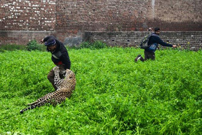 A leopard attacks an Indian man as another one runs away from the animal in Lamba Pind area in Jalandhar on January 31, 2019. After a leopard was spotted in a house in Lamba Pind area of Jalandhar city, subsequent attempts to capture it led to the animal attacking at least six people, though none was injured seriously, local media said.