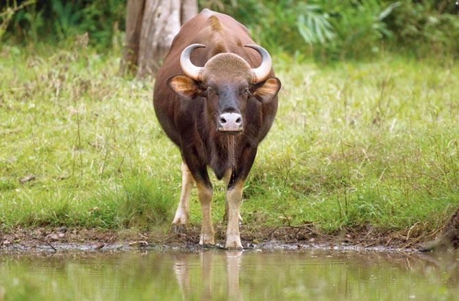 Living Nature speaks of Solomonraj’s many sightings, including what the non-dramatic animals and reptiles like the Gaur and Bombay bush frog. Pic courtesy/Ameya Gokarn and Prachi Galange