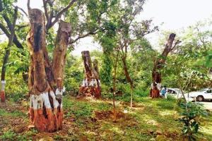 NGO shares report with panel; seeks intervention to save Aarey Forest