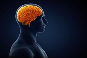 Watching adult movies rewires brain to more juvenile state, finds Study