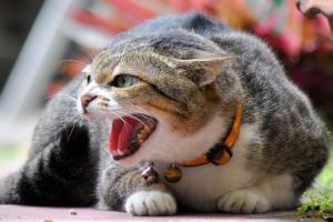 Women good at recognising cats' expressions, reveals Study