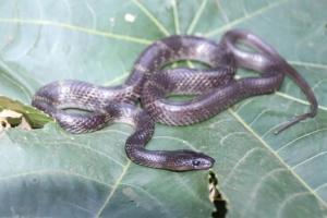 Four Traverncore Wolf snakes rescued from a house in Chembur