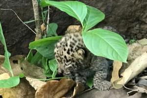Less Than A Month Old Cub found abandoned at Borivli National Park
