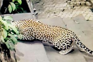 Leopard that attacked dog crossed JVLR to reach SEEPZ?