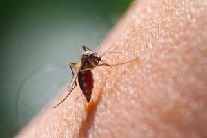 India saw 28 pc reduction in malaria cases last year, reveals WHO