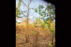 Mumbai: BMC's Miyawaki dreams to cost over Rs 59k per tree
