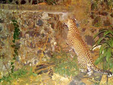 The leopard was monitored through camera traps for over 12 days