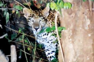 Mumbai: Resident spots leopard, two cubs at Aarey Colony