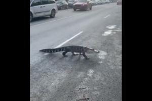Alligator walking on Montreal street baffle netizens