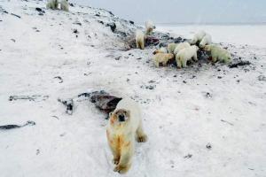 Weak Arctic ice sees 56 polar bears descend on village