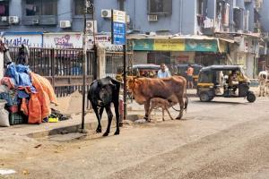 Mumbai: Cow menace leaves Khar residents fuming