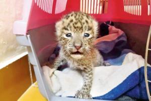 Mumbai: No mom for SGNP cub, it may spend life at leopard rehab centre