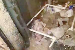 Mumbai: Newborn flung down ventilation shaft of Kandivli high-rise