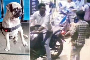 Mumbai Crime: Bikers race off with Vasai petrol pump owners' pet pug