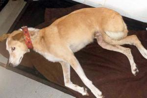 Mumbai Crime: Powai stray dog shot with air gun at point blank range