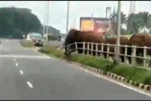 Elephants break fence to cross road, amusing Twitteratis